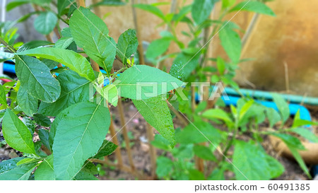 Vernonia amygdalina