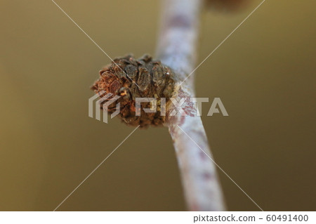 天然植物棗,冬天發芽在一堆下落的樹枝的痕跡。是老樹枝的冬芽 天然植物棗,冬天發芽在一堆下落的樹枝的痕跡。是老樹枝的冬芽 60491400