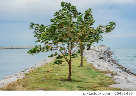 Strong winds blow the trees at the sea 60491456