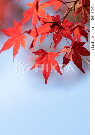 Close up of autumn leaves and blue sky copy space 60491546