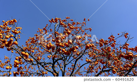 Persimmon with eggs in the autumn sky 60491620