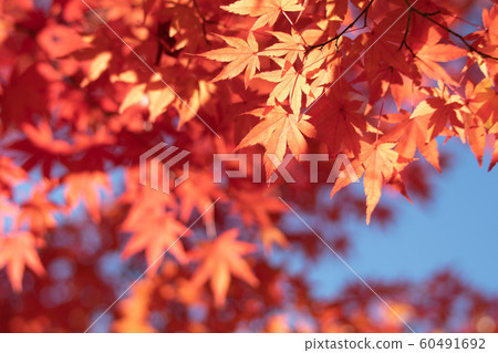 Close-up of bright autumn leaves 60491692