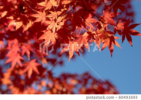 Close-up of bright autumn leaves 60491693