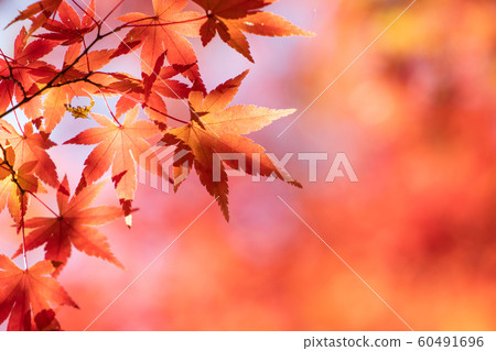 Close-up of bright autumn leaves 60491696