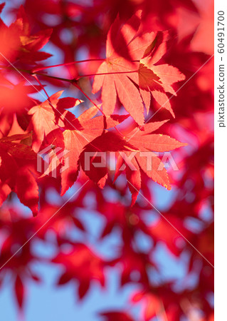 Close-up of bright autumn leaves 60491700