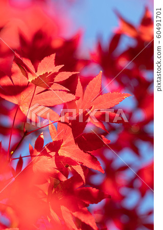 Close-up of bright autumn leaves 60491701
