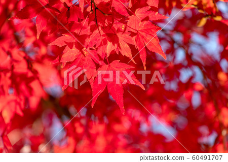Close-up of bright autumn leaves 60491707