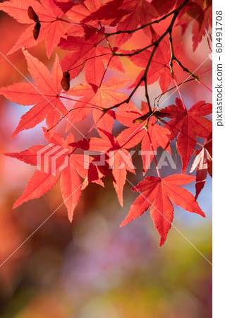 Close-up of bright autumn leaves 60491708