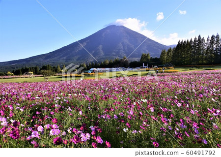 Ikoma Kogen Cosmos 60491792