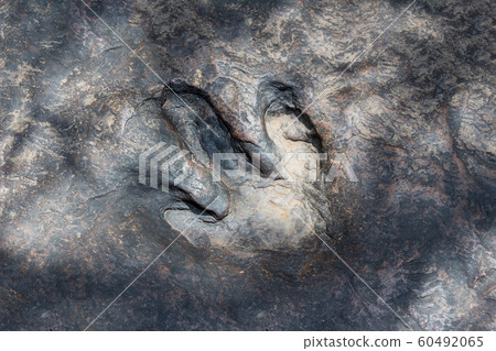 Real dinosaur footprint , Thailand. 60492065