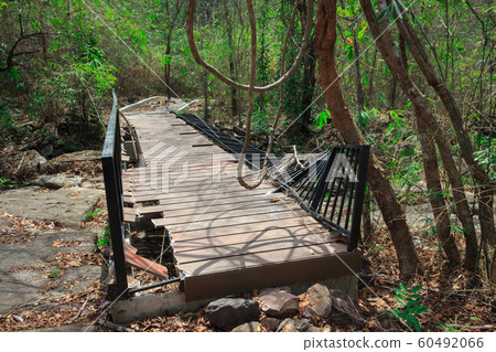 Broken wooden bridge in the rainforest. Broken wooden bridge in the rainforest. 60492066