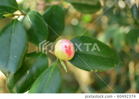 茶花，山茶花 60492374