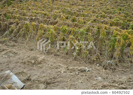 2019 Typhoon No. 19 Chikuma River Flood Damage 2019 Typhoon No. 19 Chikuma River Flood Damage 60492502