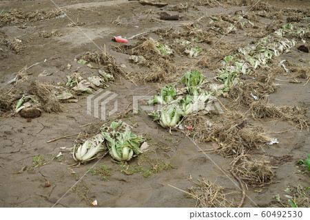 2019 Typhoon No. 19 Chikuma River Flood Damage 60492530