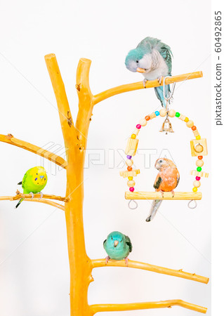 Parakeet Kotori 60492865