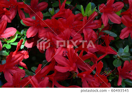 Azalea in full bloom, Satsuki Azalea in full bloom, Satsuki 60493545