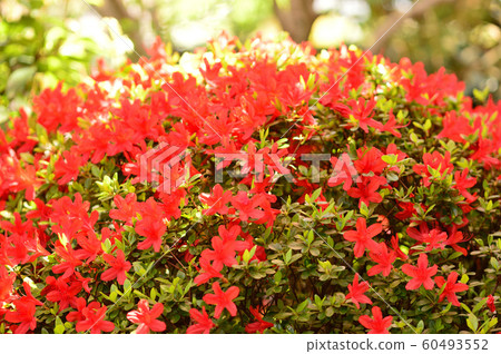 Azalea in full bloom, Satsuki Azalea in full bloom, Satsuki 60493552