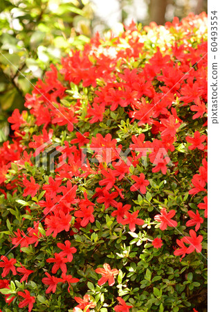 Azalea in full bloom, Satsuki Azalea in full bloom, Satsuki 60493554