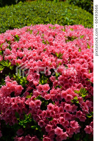 粉色杜鵑花，小月 60493666