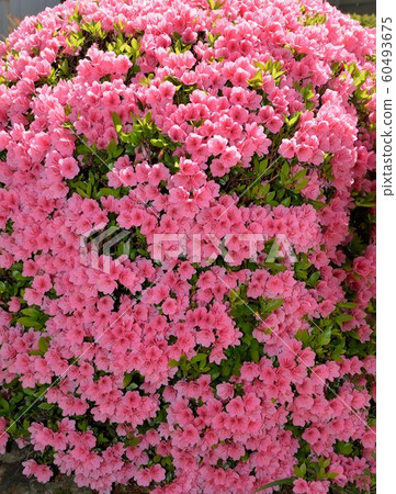 粉色杜鵑花,小月 粉色杜鵑花,小月 60493675