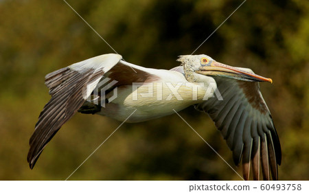 Spot billed pelican in flight, Pelecanus philippensis, Ranganathittu Bird Sanctuary, Karnataka, India Spot billed pelican in flight, Pelecanus philippensis, Ranganathittu Bird Sanctuary, Karnataka, India 60493758