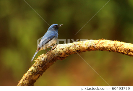 White bellied blue flycatcher, male, Cyornis pallipes, Ganeshgudi, Karnataka, India 60493759