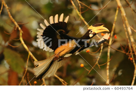 Malabar pied hornbill, Anthacoceros coronatus, Dandeli, Karnataka, India Malabar pied hornbill, Anthacoceros coronatus, Dandeli, Karnataka, India 60493764