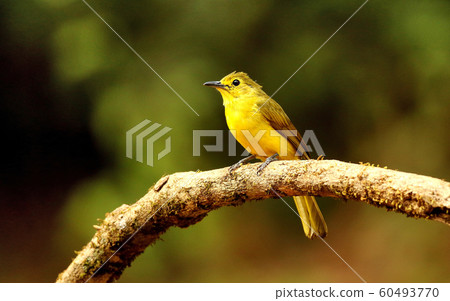 Yellow browed bulbul, Acritillas indica, Ganeshgudi, Karnataka, India 60493770