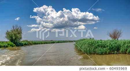 Danube River near the village of Vilkovo, Ukraine 60493969
