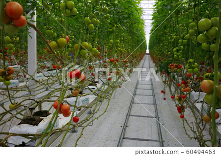 Hydroponics Hydroponics of tomatoes 60494463