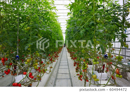 Hydroponic cultivation of tomato 60494472