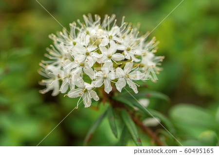 Labrador tea white flowers in the green spring 60495165