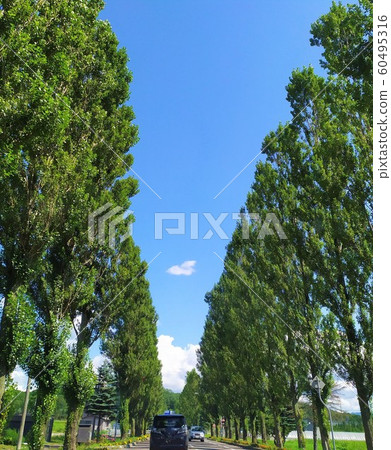 北海道白楊南木真奈 北海道白楊南木真奈 60495316