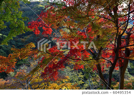 Autumn leaves, Iroha autumn leaves @ Daiwetokuji, Kishiwada City, Osaka Prefecture Autumn leaves, Iroha autumn leaves @ Daiwetokuji, Kishiwada City, Osaka Prefecture 60495354