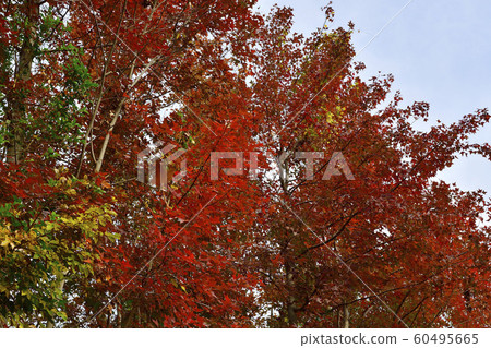 大阪府Sa市柏尾公園@禦葉場府紅葉 大阪府Sa市柏尾公園@禦葉場府紅葉 60495665