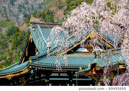 山梨縣美山山Kunji,盛開的垂枝櫻花和Soshido 山梨縣美山山Kunji,盛開的垂枝櫻花和Soshido 60495668