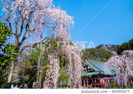 Yamanashi Prefecture Minobuyama Kuonji, full bloom weeping cherry and Soshido 60495677