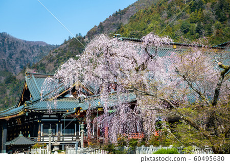 Yamanashi Prefecture Minobuyama Kuonji, full bloom weeping cherry and Soshido 60495680