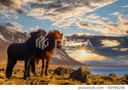 Icelandic horses. The Icelandic horse is a breed of horse developed in Iceland. Icelandic horses. The Icelandic horse is a breed of horse developed in Iceland. 60496266