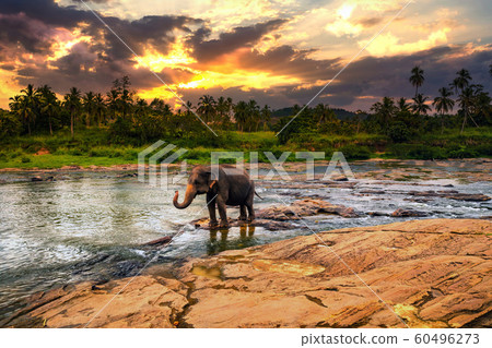 Elephant bathing in the river. Pinnawala Elephant Orphanage. Sri Lanka. Elephant bathing in the river. Pinnawala Elephant Orphanage. Sri Lanka. 60496273