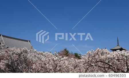 Cherry blossom and pagoda 60496303