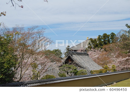 東大寺和櫻花 東大寺和櫻花 60496450