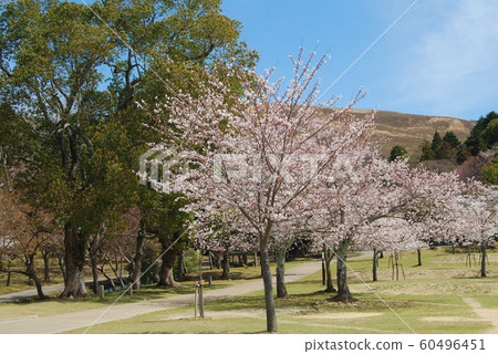 奈良公園的櫻花和若草山 奈良公園的櫻花和若草山 60496451