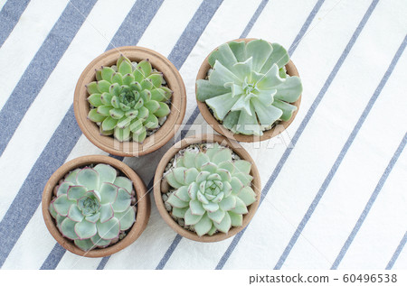 Top view of green Echerveria succulent plant clay pots on striped table clothes 60496538