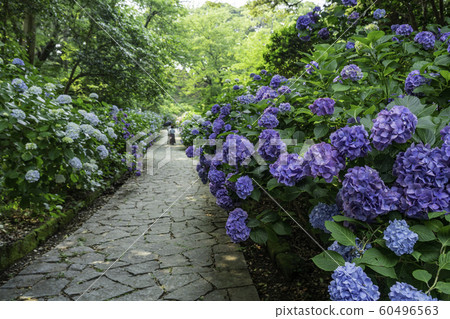 [Shizuoka Prefecture] Hydrangea in Shimoda City/Shimoda Park 60496563