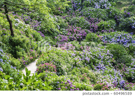 [Shizuoka Prefecture] Hydrangea in Shimoda City/Shimoda Park 60496589