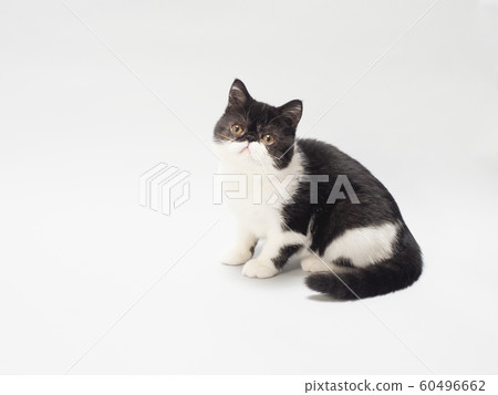 Exotic shorthair kitten Exotic shorthair kitten 60496662