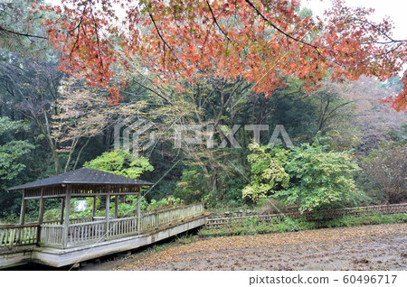 Ikuta Ryokuchi of rain wrapped in autumn leaves Ikuta Ryokuchi of rain wrapped in autumn leaves 60496717