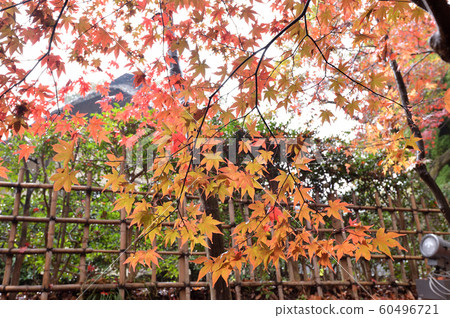 Ikuta Ryokuchi of rain wrapped in autumn leaves Ikuta Ryokuchi of rain wrapped in autumn leaves 60496721