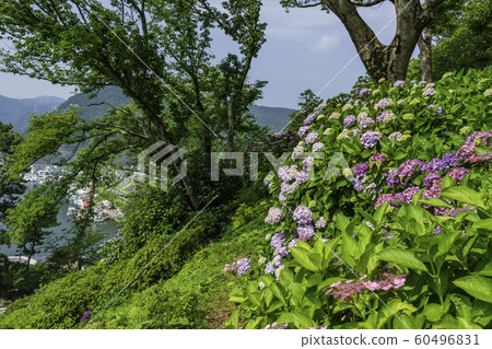 [Shizuoka Prefecture] Hydrangea in Shimoda City/Shimoda Park 60496831